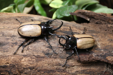Rhinoceros beetle 5 He Green fight.