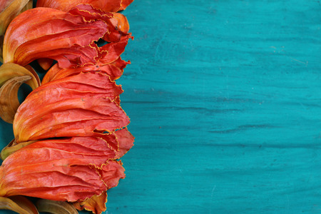 Orange flowers on green wood.の写真素材