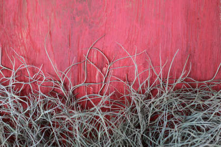 Spanish Moss on a wooden red