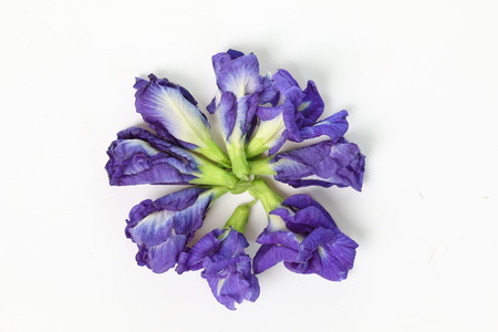Butterfly Pea flower on white backgroundの写真素材