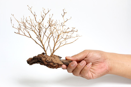 Dry tree carcasses in white hands on the background.の写真素材