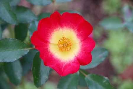 Red rose There is a red rose and a green background.の写真素材