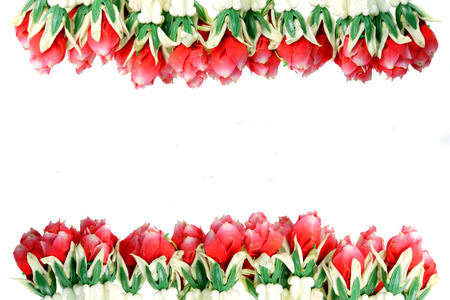 Red roses on a white background.の写真素材
