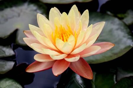 Beautiful pink waterlily or lotus flowerの写真素材