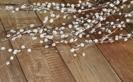 pussy willow flowers on a wooden floor