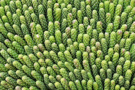 Green Flowerの写真素材