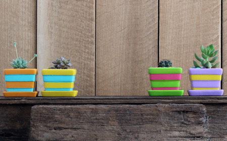 Cactus in colorful pots on a wood floor.の写真素材