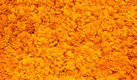 background of yellow flowersの写真素材