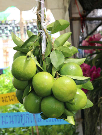 Lemon treeの写真素材