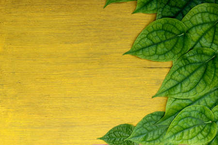 Green leaf on wood yellow.の写真素材