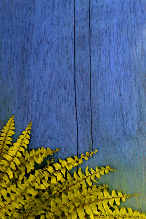 Green leaf on wood blue.の写真素材