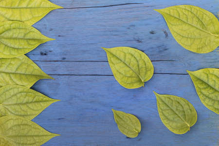 Green leaf on wood blue.の写真素材