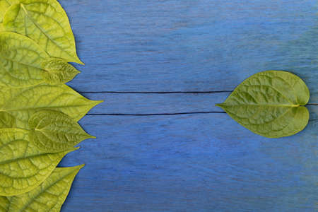 Green leaf on wood blue.