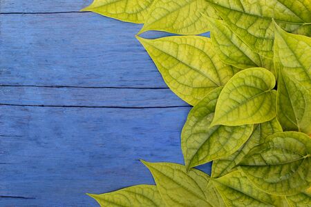 Green leaf on wood blue.の写真素材