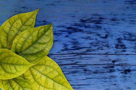 Green leaf on wood blue.の写真素材