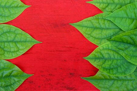 Green leaves on the wooden floor red.の写真素材