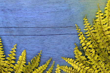 Green leaf on wood blue.の写真素材