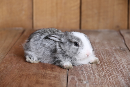 Rabbit lying on the wooden floorの写真素材