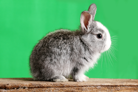 Gray rabbit isolated on a green background.の写真素材