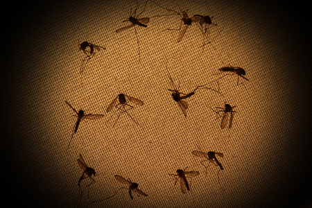 Mosquitoes deadの写真素材