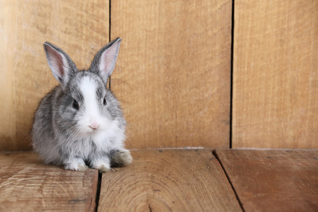 Gray rabbit on a wooden floorの写真素材