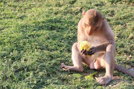 Monkey eating fruit,copyspaceの写真素材
