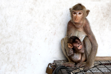 Mother holding baby monkey.の写真素材