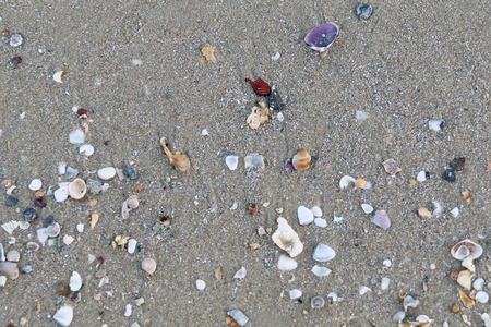 Shells on the sandの写真素材