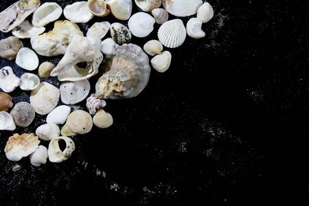 Sea shells on a black backgroundの写真素材