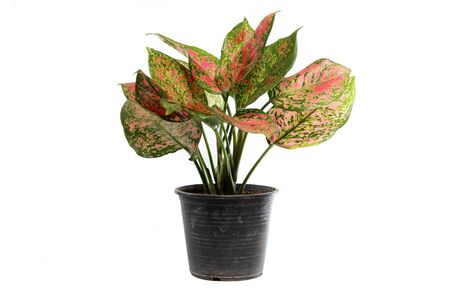 Trees in pots on a white background.の写真素材