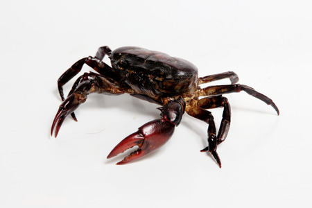 Crab on white backgroundの写真素材