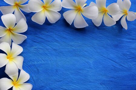 Plumeria flowers on a wooden blue.copy spaceの写真素材