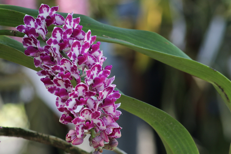 Purple orchidsの写真素材