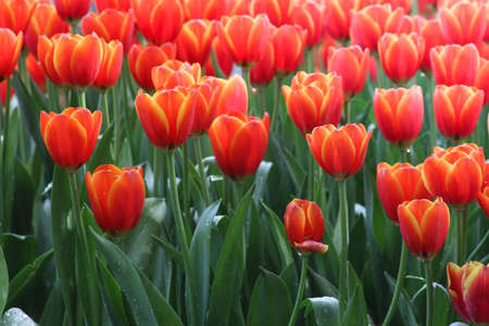 Beautiful orange tulips.の写真素材