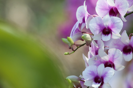 Orchids flowers in garden.の写真素材