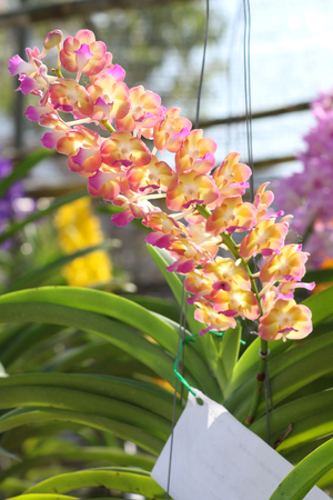 Orchids flowers in garden.の写真素材