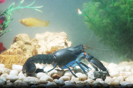 Crayfishの写真素材