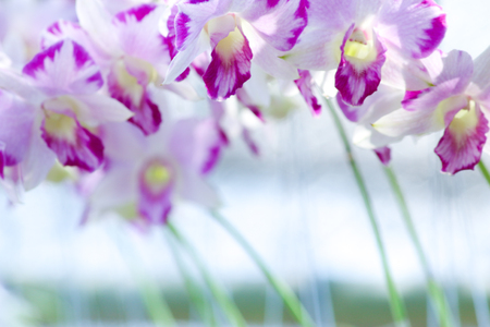 Orchids flowers in garden.の写真素材