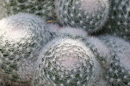 Cactusの写真素材
