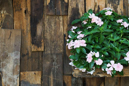 Flowers on old wood,copy spaceの写真素材