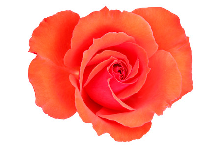 Rose isolated on white,with clipping path.の写真素材