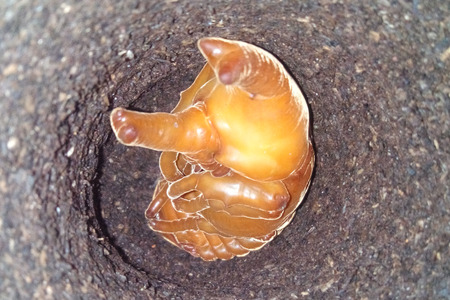 Beetle pupa stage in the soil cavity.の写真素材