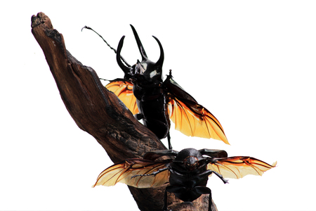 Giant rhinoceros beetle  isolated on white background.の写真素材