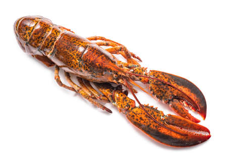 Cooked lobster isolated on white,Steam Canadian lobster isolated on white background.の写真素材
