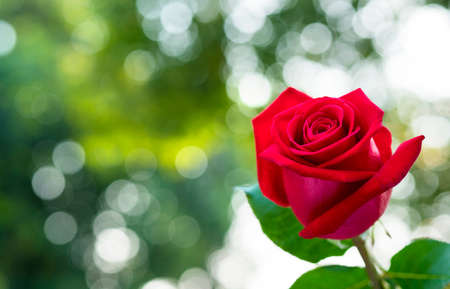 red rose with nature green bokeh,red rose and background of bokehの写真素材