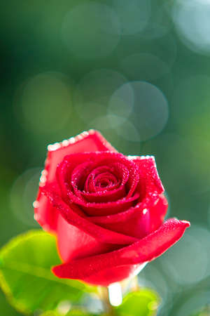 red rose with nature green bokeh,red rose and background of bokehの写真素材