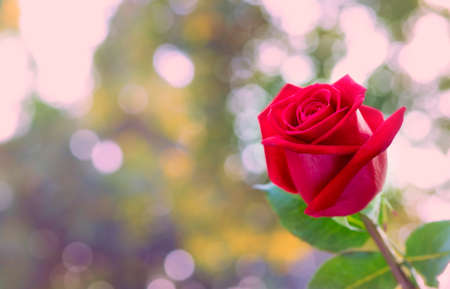 red rose with nature green bokeh,red rose and background of bokehの写真素材