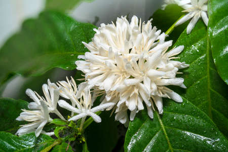 Coffee tree blossom with white color flower close up view, Coffee blossom on Coffee treeの写真素材