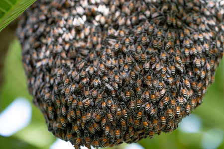Bee hive on branch of tree in nature, Large honeycomb on the tree in tropical rain forest.の写真素材