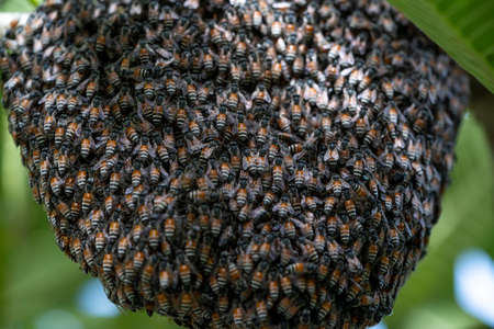 Bee hive on branch of tree in nature, Large honeycomb on the tree in tropical rain forest.の写真素材